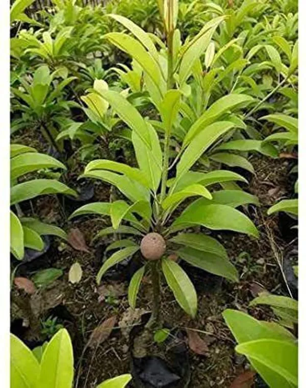 Chiku_Plant_(Hybrid,_Pack_of_1)