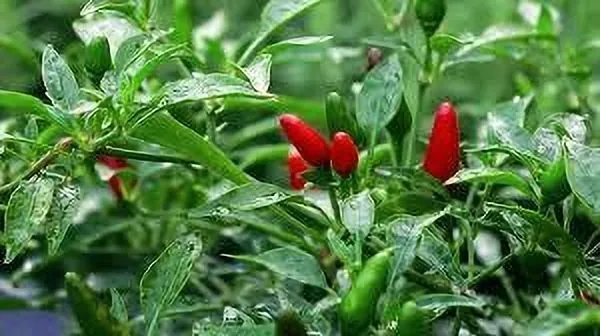 Chilli_Spices_Plant_(Hybrid,_Pack_of_1)
