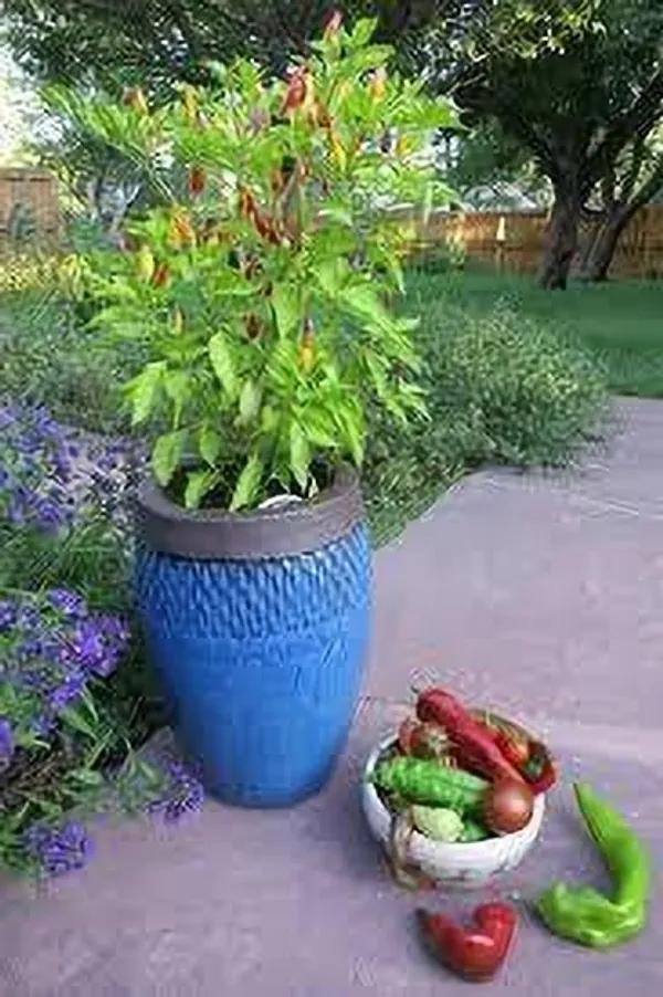 Chilli_Spices_Plant_(Hybrid,_Pack_of_1)