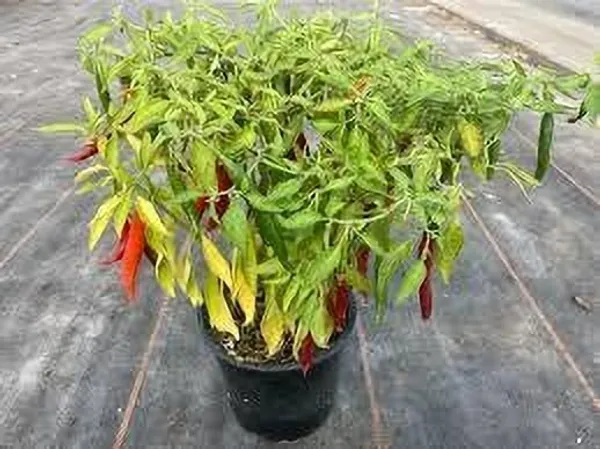 Chilli_Spices_Plant_(Hybrid,_Pack_of_1)
