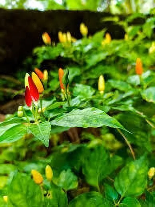 Chilli_Spices_Plant_(Hybrid,_Pack_of_1)