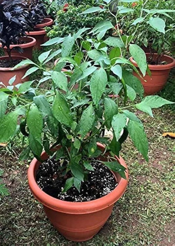 Chilli_Spices_Plant_(Hybrid,_Pack_of_1)