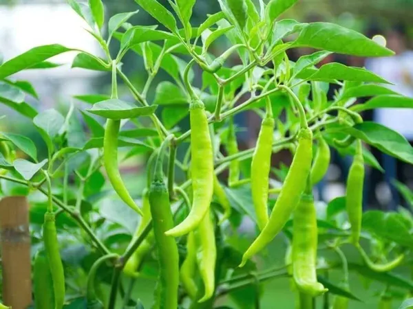 Chilli_Spices_Plant_(Hybrid,_Pack_of_1)