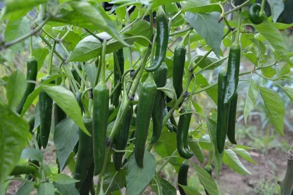 Chilli_Spices_Plant_(Hybrid,_Pack_of_1)