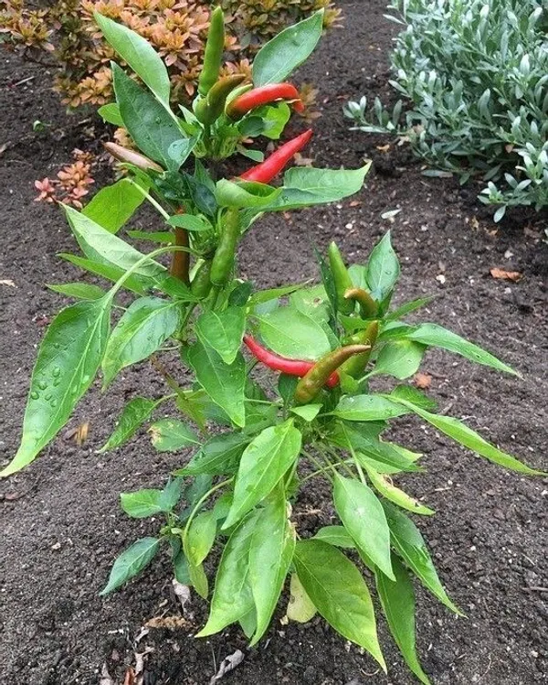 Chilli_Spices_Plant_(Hybrid,_Pack_of_1)