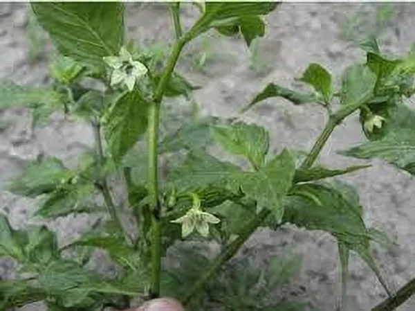 Chilli_Spices_Plant_(Hybrid,_Pack_of_1)