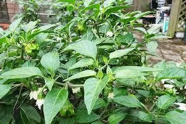 Chilli_Spices_Plant_(Hybrid,_Pack_of_1)