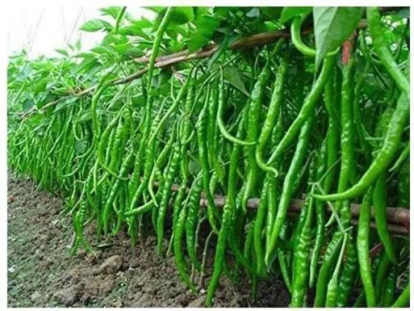 Mirch/Chilli_Plant_(Hybrid,_Pack_of_1)