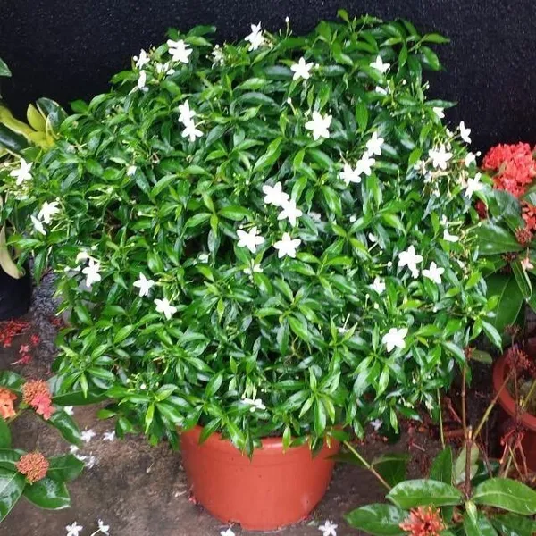 Jasmine_Plant_(Hybrid,_Pack_of_1)