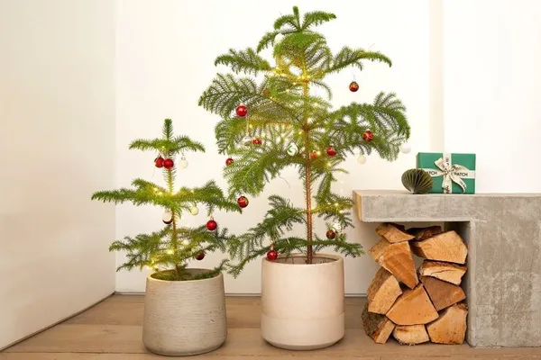 Christmas_Tree_Plant_(Hybrid,_Pack_of_1)