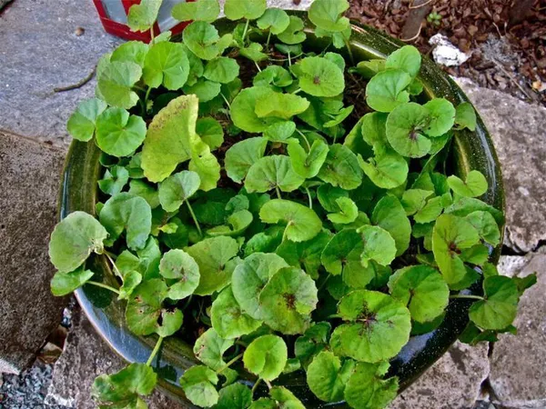Centella_Plant_(Hybrid,_Pack_of_1)