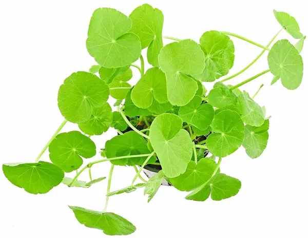 Centella_Plant_(Hybrid,_Pack_of_1)