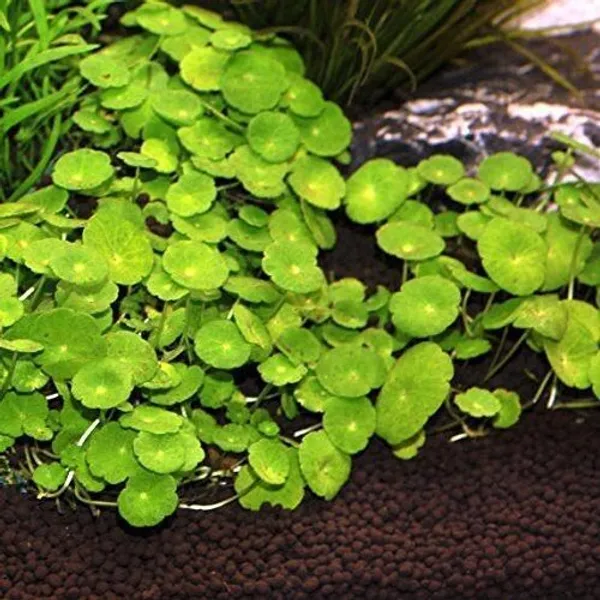 Centella_Plant_(Hybrid,_Pack_of_1)