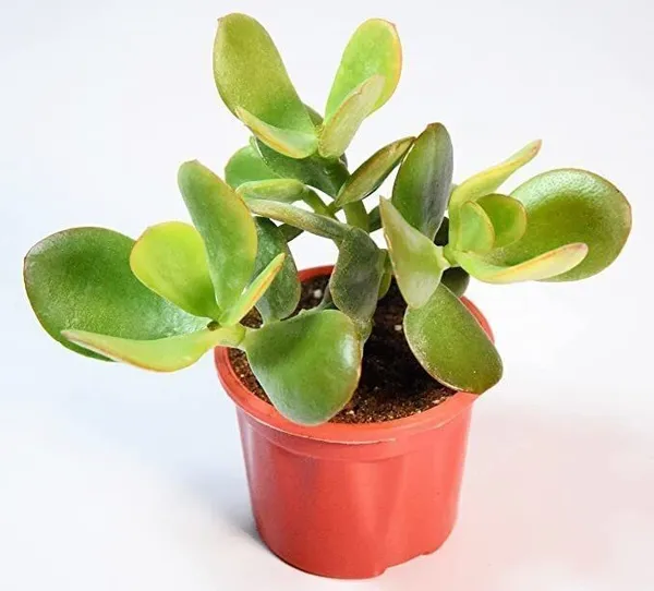 Crasulla_Ovata_Plant_(Hybrid,_Pack_of_1)