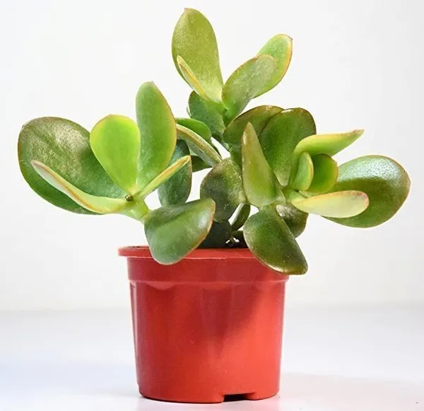 Crasulla_Ovata_Plant_(Hybrid,_Pack_of_1)