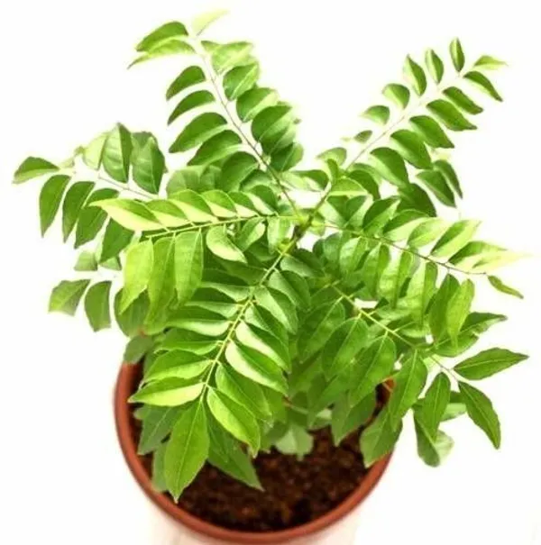 Curry_Leaf_Plant_(Hybrid,_Pack_of_1)