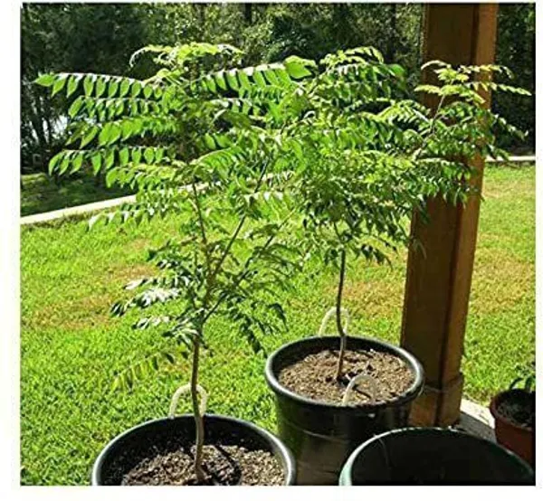 Curry_Leaf_Plant_(Hybrid,_Pack_of_1)
