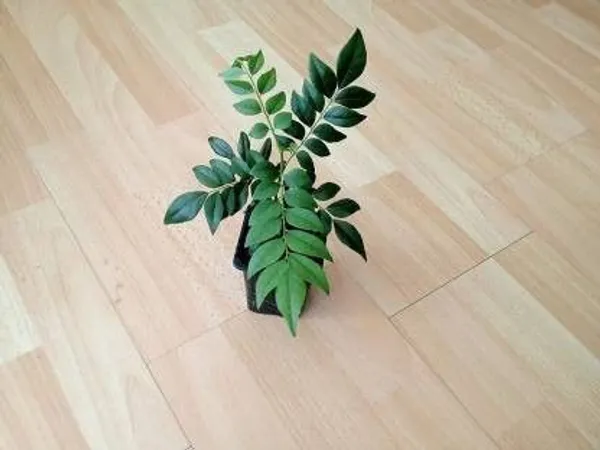 Curry_Leaf_Plant_(Hybrid,_Pack_of_1)