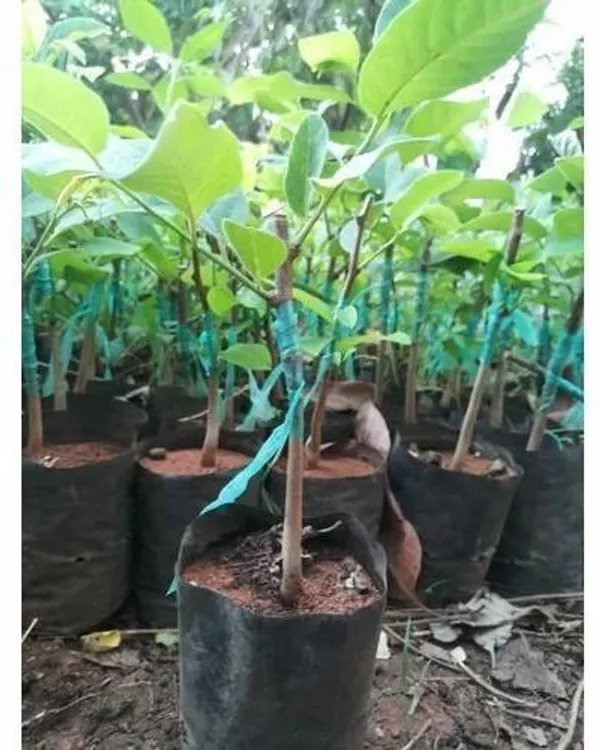 Custard_Apple_Plant_(Hybrid,_Pack_of_1)