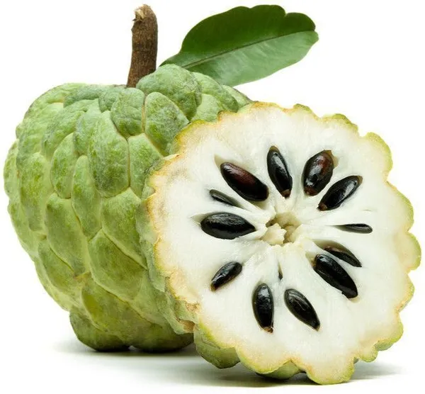 Custard_Apple_Plant_(Hybrid,_Pack_of_1)