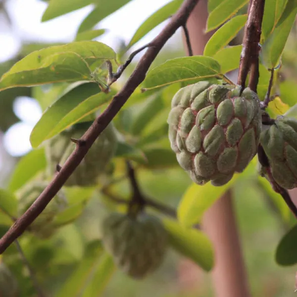 Custard_Apple_Plant_(Hybrid,_Pack_of_1)