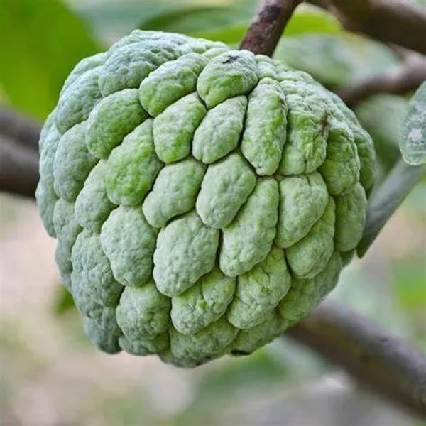 Custard_Apple_Plant_(Hybrid,_Pack_of_1)