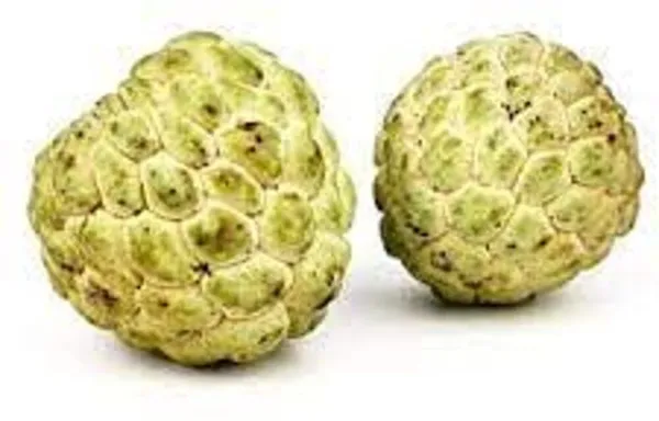 Custard_Apple_Plant_(Hybrid,_Pack_of_1)