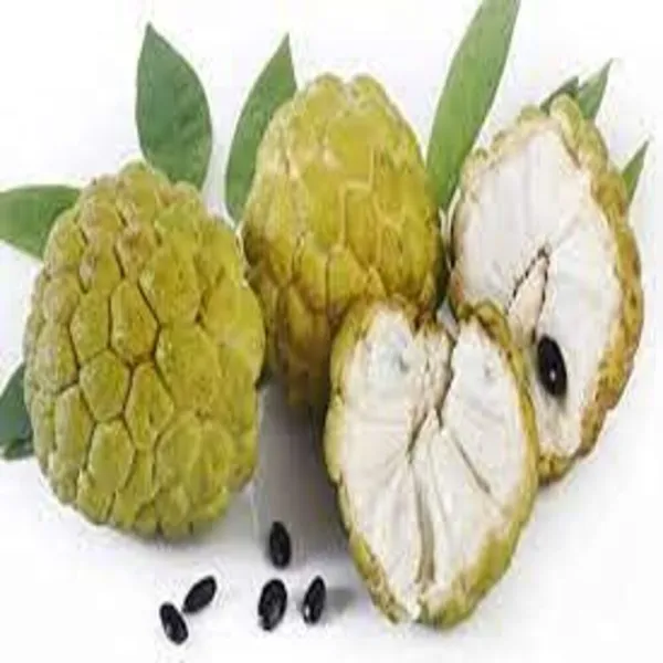 Custard_Apple_Plant_(Hybrid,_Pack_of_1)