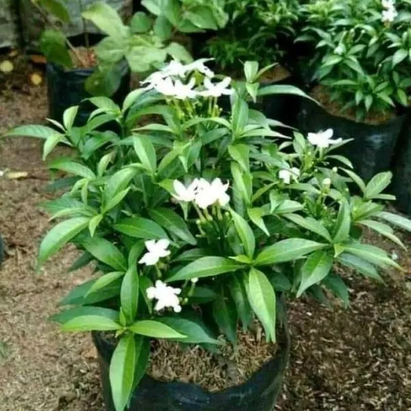 Night_Bloom_Jasmine_Plant_(Hybrid,_Pack_of_1)