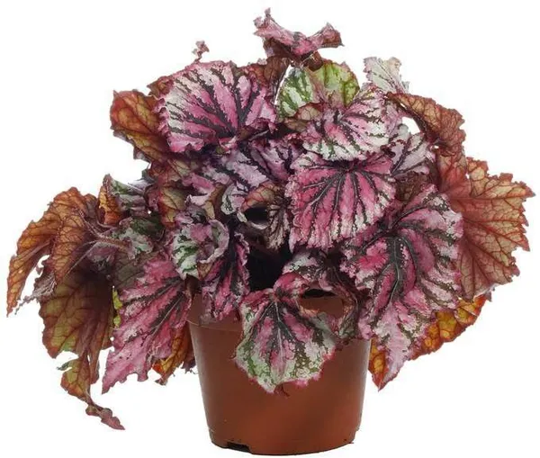Abiu_Plant_(Hybrid,_Pack_of_1)
