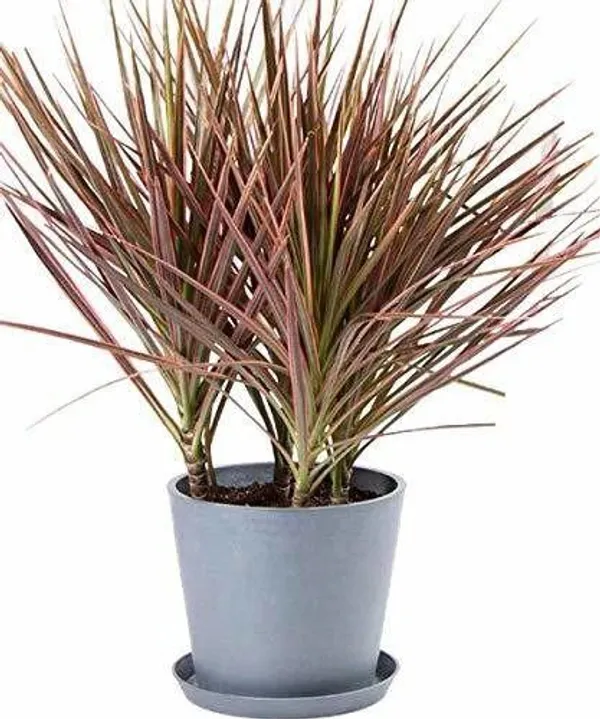 Dracaena_Plant_(Hybrid,_Pack_of_1)