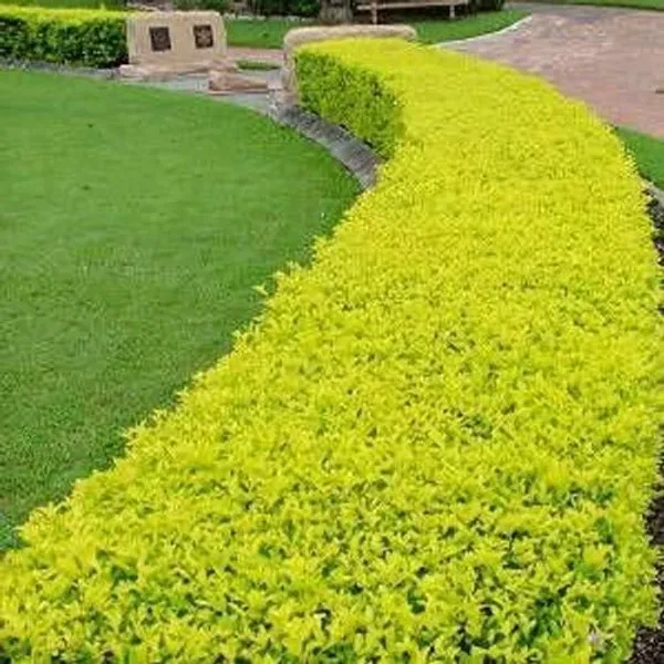 Duranta_Plant_(Hybrid,_Pack_of_1)