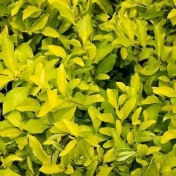 Duranta_Plant_(Hybrid,_Pack_of_1)