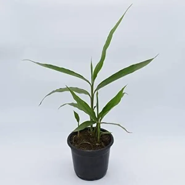 Elaichi/Cardamom_Plant_(Hybrid,_Pack_of_1)