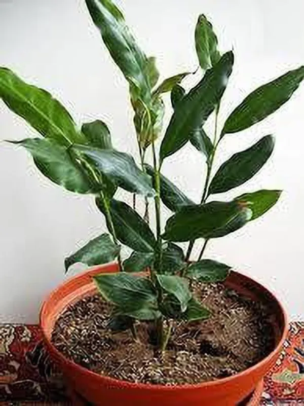 Elaichi/Cardamom_Plant_(Hybrid,_Pack_of_1)