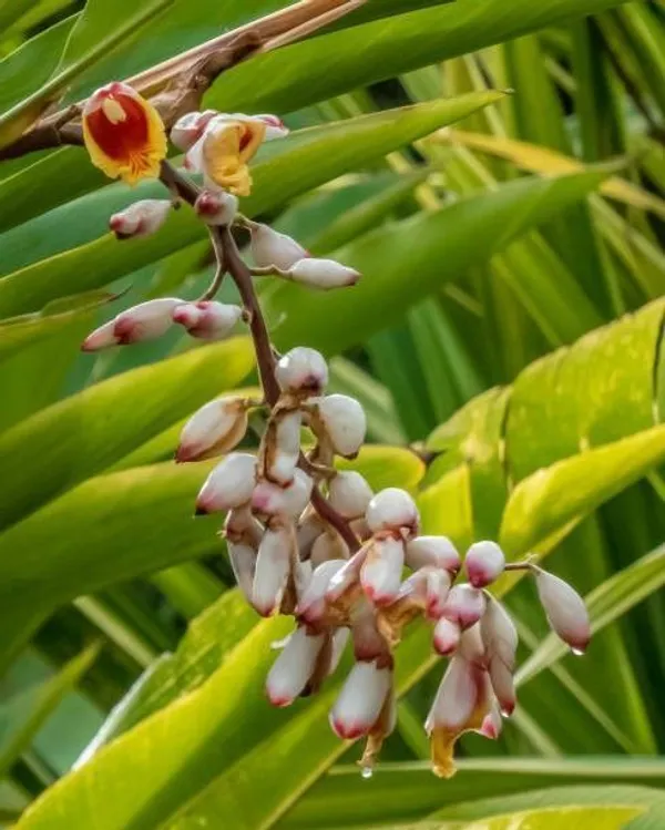 Elaichi/Cardamom_Plant_(Hybrid,_Pack_of_1)