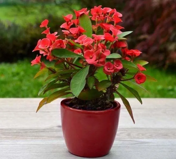 Euphorbia_Plant_(Hybrid,_Pack_of_1)