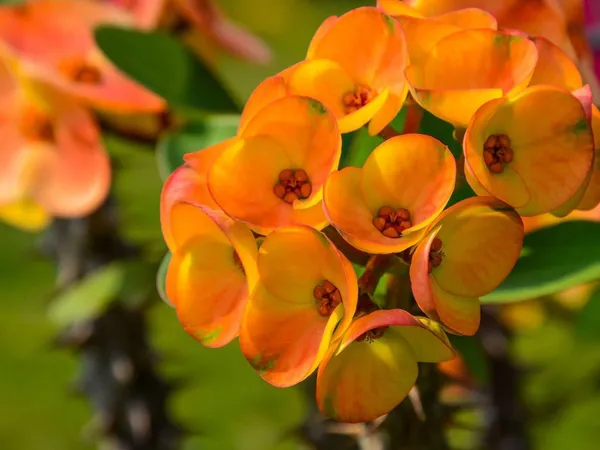 Euphorbia_Plant_(Hybrid,_Pack_of_1)
