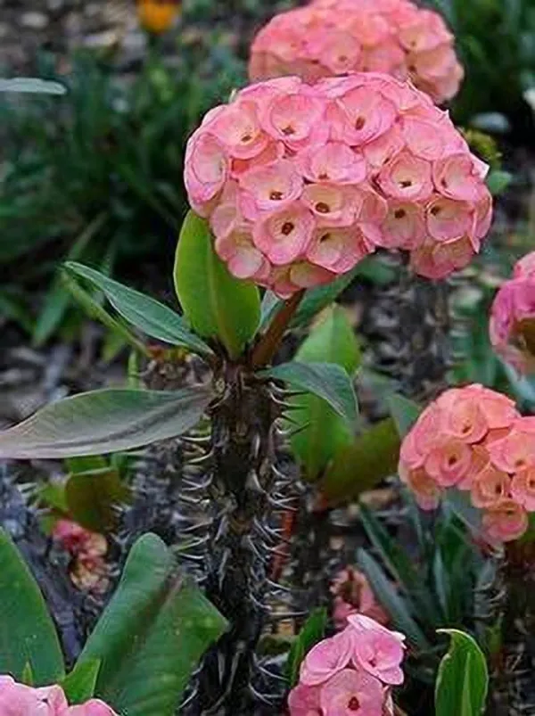 Euphorbia_Plant_(Hybrid,_Pack_of_1)