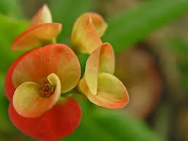 Euphorbia_Plant_(Hybrid,_Pack_of_1)