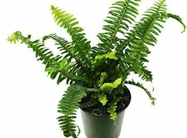 Fern_Plant_(Hybrid,_Pack_of_1)