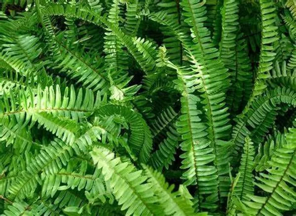 Fern_Plant_(Hybrid,_Pack_of_1)
