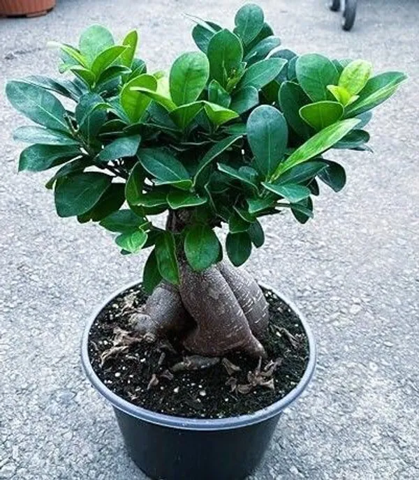 Ficus_Bonsai_(Hybrid,_Pack_of_1)