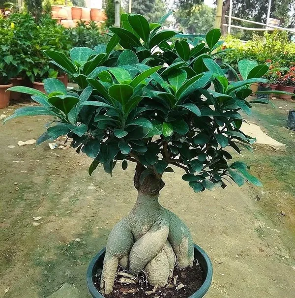 Ficus_Bonsai_(Hybrid,_Pack_of_1)