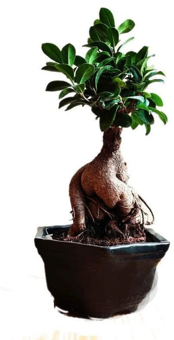 Ficus_Bonsai_Plant_(Hybrid,_Pack_of_1)