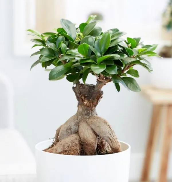 Ficus_Bonsai_Plant_(Hybrid,_Pack_of_1)