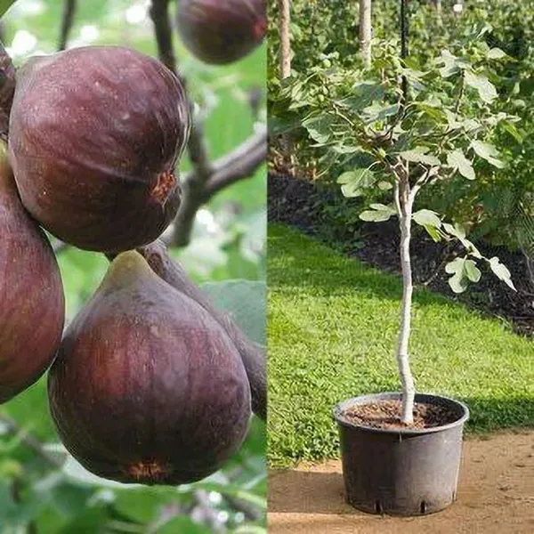 Gular/Cluster_Fig_Plant_(Hybrid,_Pack_of_1)