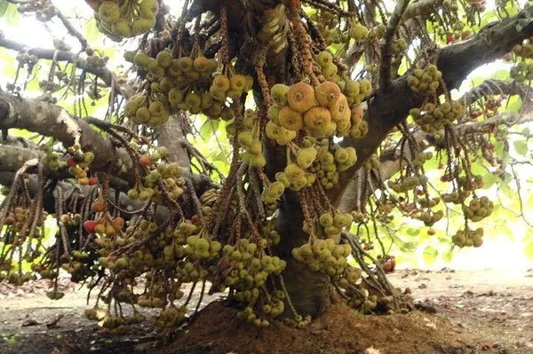 Gular/Cluster_Fig_Plant_(Hybrid,_Pack_of_1)