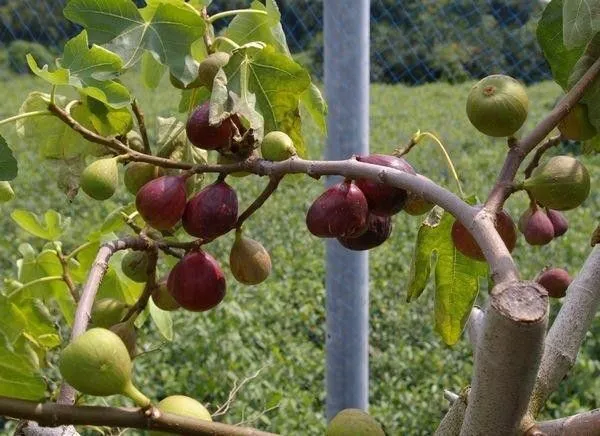 Gular/Cluster_Fig_Plant_(Hybrid,_Pack_of_1)