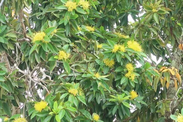 Camphor_Plant_(Hybrid,_Pack_of_1)